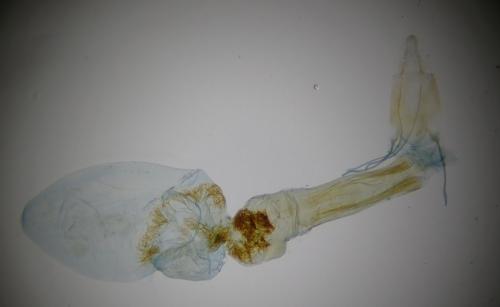 Dioryctria abietella